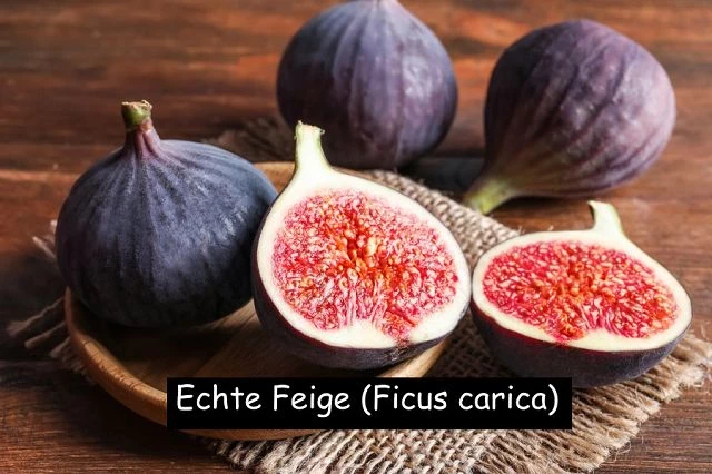 Echte Feige (Ficus carica)