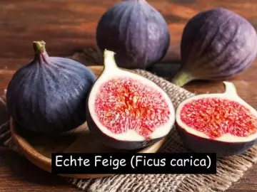 Echte Feige (Ficus carica)