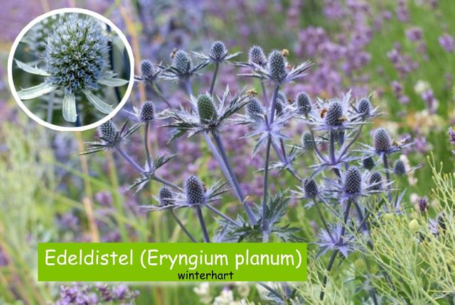 Edeldistel (Eryngium planum)
