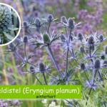 Edeldistel (Eryngium planum)