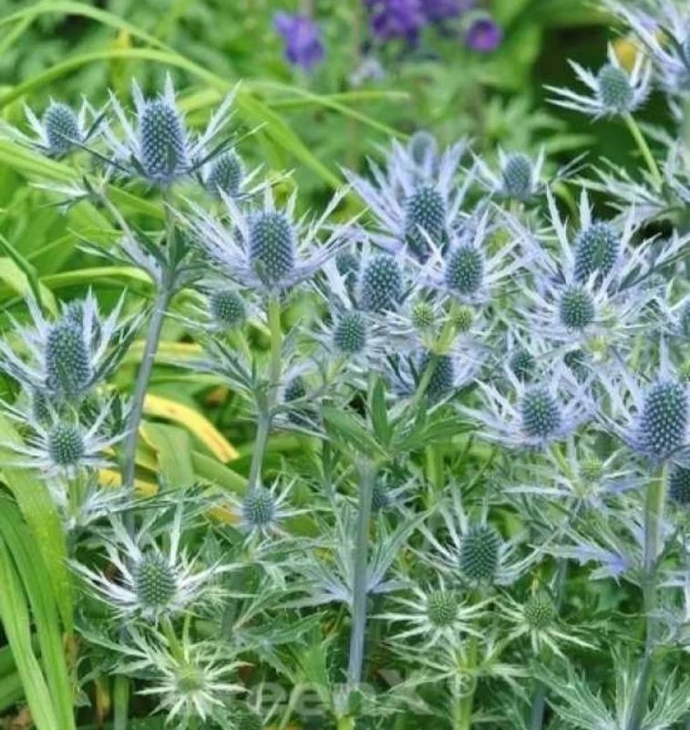 Edeldistel (Eryngium planum)