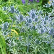 Edeldistel (Eryngium planum)