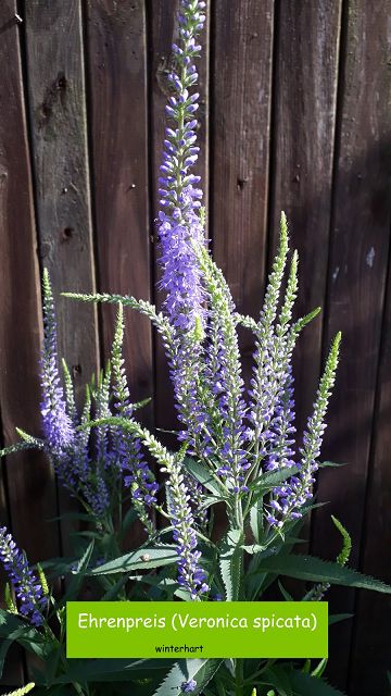 Ehrenpreis (Veronica spicata)
