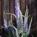 Ehrenpreis (Veronica spicata)