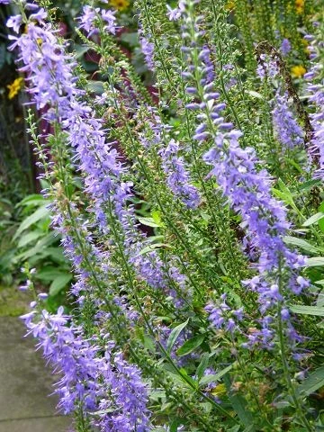 Ehrenpreis (Veronica spicata)