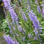 Ehrenpreis (Veronica spicata)