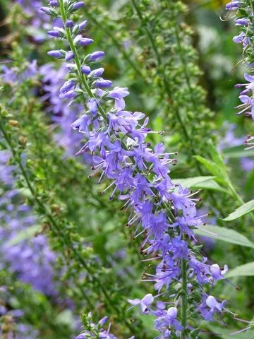Ehrenpreis (Veronica spicata)