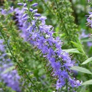 Ehrenpreis (Veronica spicata)