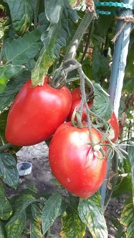 russisch, rote Eiertomate