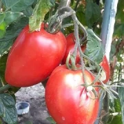 russisch, rote Eiertomate