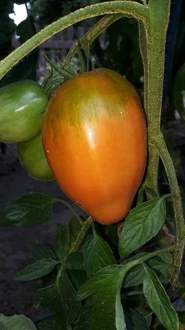 russisch, rote Eiertomate