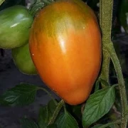 russisch, rote Eiertomate