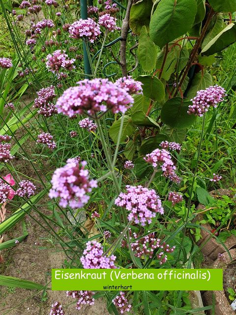 Eisenkraut (Verbena officinalis)