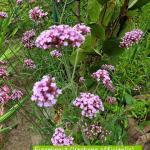 Eisenkraut (Verbena officinalis)