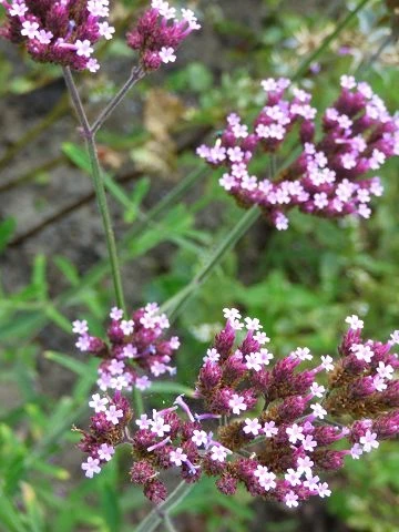 Eisenkraut (Verbena officinalis)