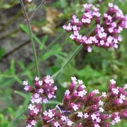 Eisenkraut (Verbena officinalis)