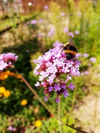 Eisenkraut (Verbena officinalis)
