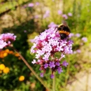Eisenkraut (Verbena officinalis)