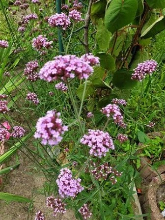 Eisenkraut (Verbena officinalis)