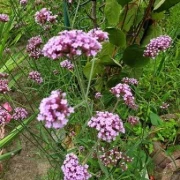 Eisenkraut (Verbena officinalis)