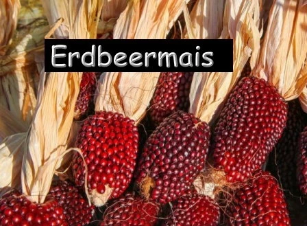 Erdbeermais