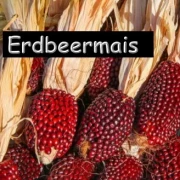 Erdbeermais