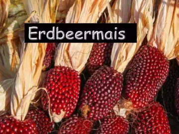 Erdbeermais