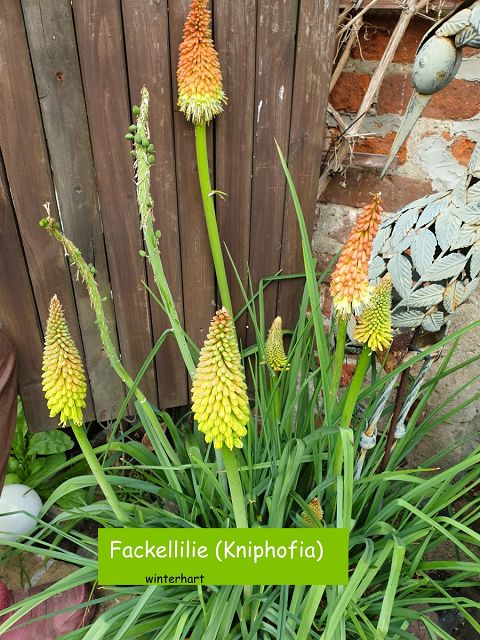 Fackellilie (Kniphofia)