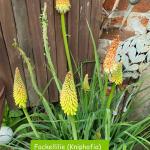 Fackellilie (Kniphofia)
