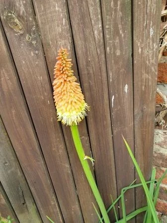 Fackellilie (Kniphofia)