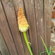 Fackellilie (Kniphofia)