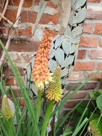 Fackellilie (Kniphofia)