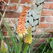 Fackellilie (Kniphofia)