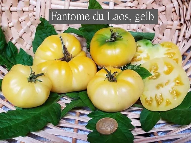 Fantome du Laos, gelb