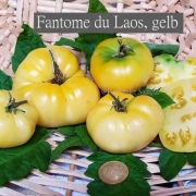 Fantome du Laos, gelb
