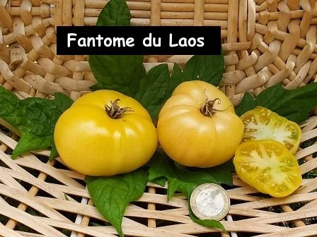 Fantome du Laos, gelb