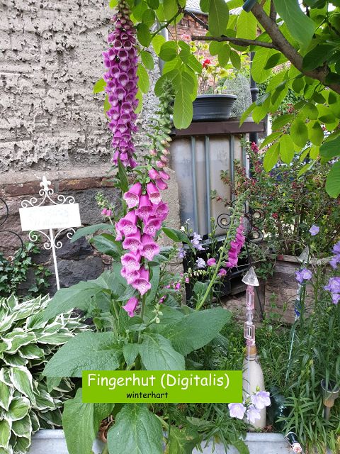 Fingerhut (Digitalis)