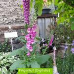 Fingerhut (Digitalis)