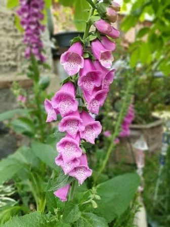 Fingerhut (Digitalis)