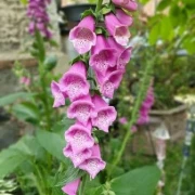 Fingerhut (Digitalis)