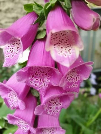 Fingerhut (Digitalis)