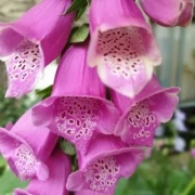 Fingerhut (Digitalis)