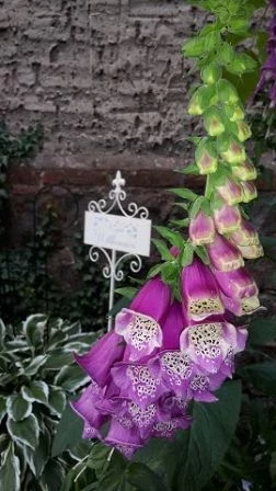 Fingerhut (Digitalis)