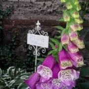 Fingerhut (Digitalis)