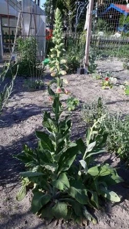 Fingerhut (Digitalis)