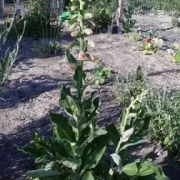 Fingerhut (Digitalis)