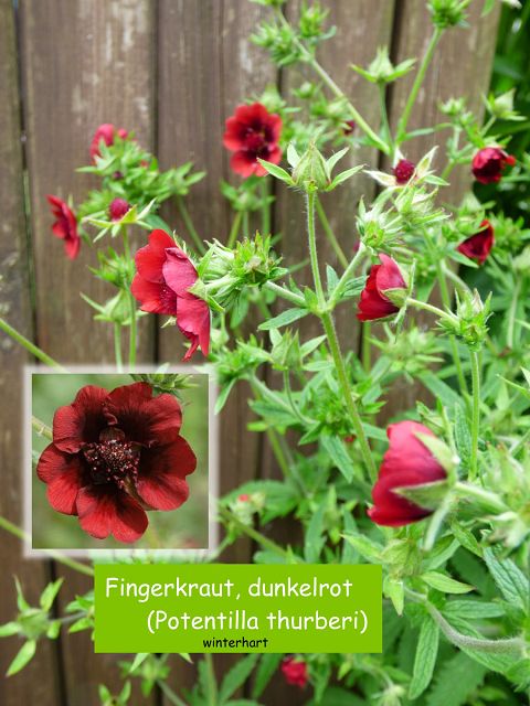 Fingerkraut, dunkelrot (Potentilla thurberi)