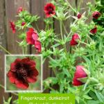 Fingerkraut, dunkelrot (Potentilla thurberi)