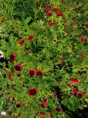 Fingerkraut, dunkelrot (Potentilla thurberi)