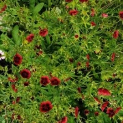 Fingerkraut, dunkelrot (Potentilla thurberi)